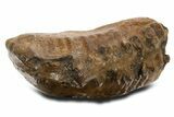 Fossil Woolly Mammoth Upper M Molar - Poland #337183-5